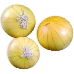 Vendor-unknown Food And Drink Yellow Onion