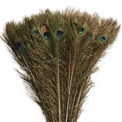 Zucker Feather Products Peacock Tail Feather
